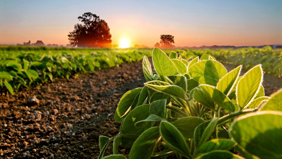 plants-in-a-field-at-a-farm-at-sunset